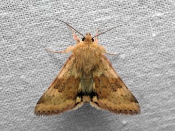 Wygłoba (Wygłobka) koniczynówka (Euclidia glyphica) fot. J. Nowak, 